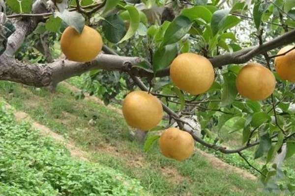 熟梨怎么做好吃,熟梨怎么煮 熟梨怎么做好吃,熟梨怎么煮