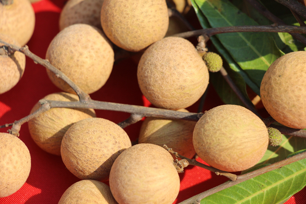 睡觉前吃龙眼对身体有害吗,龙眼不能和什么同时吃