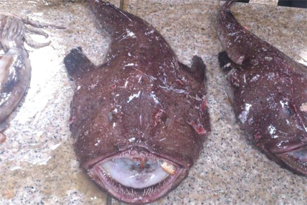 安康鱼哪个部位不能吃,安康鱼能吃吗? 安康鱼哪个部位不能吃,安康鱼能吃吗?