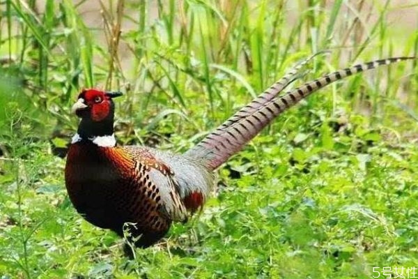 野鸡和家鸡的区别,野鸡和鸡的区别