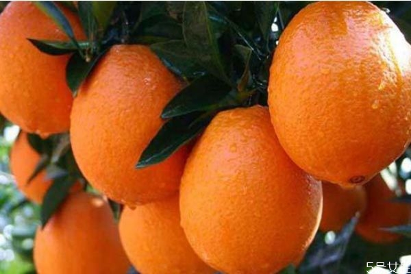 冰糖橙和脐橙有什么区别,冰糖橙子和脐橙的区别