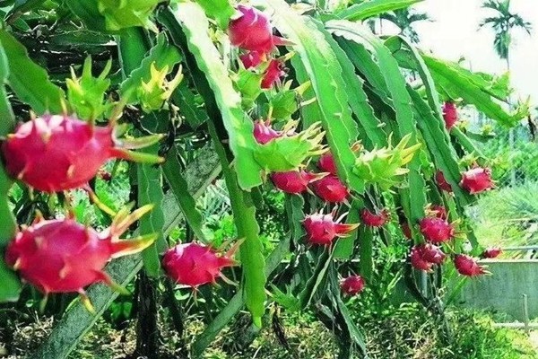 香蕉和火龙果哪个更助消化,火龙果助消化还是香蕉助消化