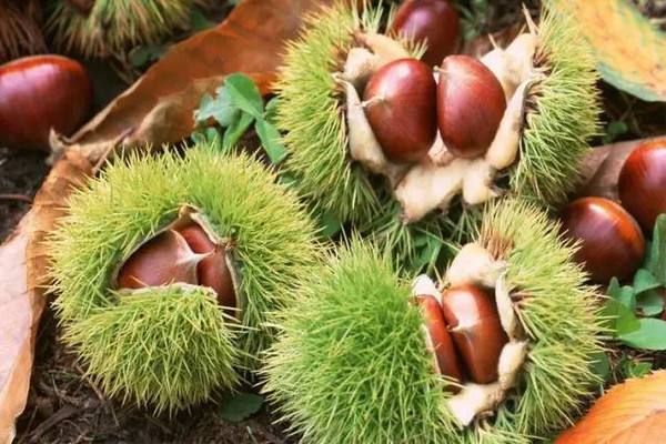 猪肚子炖板栗的功效,板栗煲猪肚有什么功效和作用