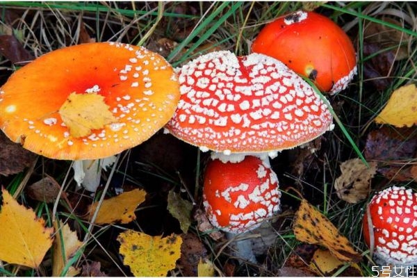 如何分辨毒蘑菇,如何分辨毒蘑菇和无毒蘑菇 如何分辨毒蘑菇,如何分辨毒蘑菇和无毒蘑菇