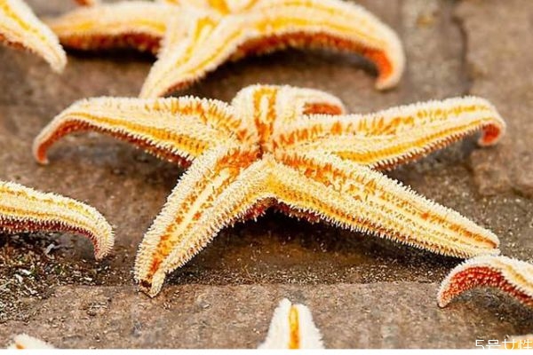 海星的营养价值,海星有营养吗