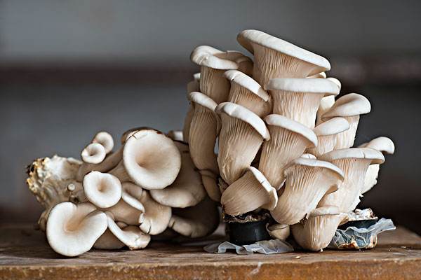吃口蘑的禁忌,口蘑的吃法和禁忌