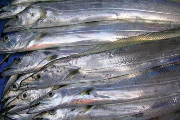 黑眼带鱼和黄眼带鱼的区别,黄眼睛带鱼和黑眼睛带鱼有什么区别