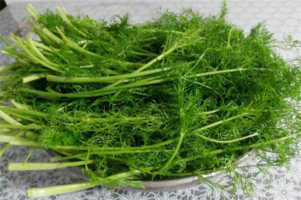 茴香怎么洗才干净,茴香馅用放盐先杀水吗