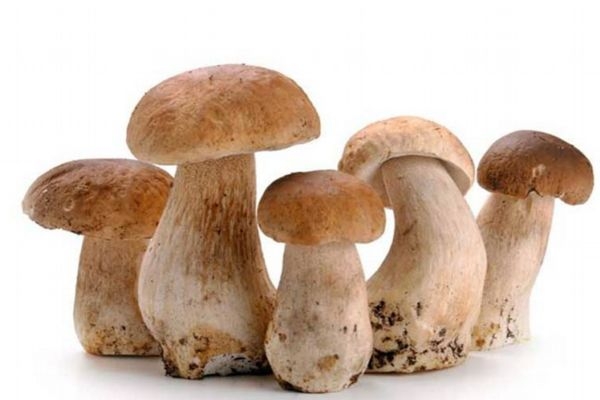 草菇怎么吃最好?,草菇的吃法