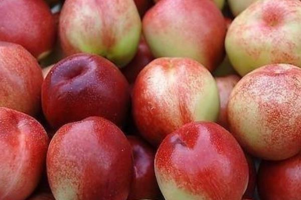 油桃一天适合吃几个?,油桃什么季节吃最好