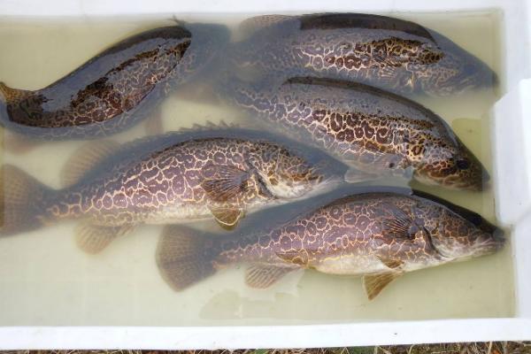 鳜鱼和鲈鱼哪个营养价值更高,鳜鱼和鲈鱼 营养