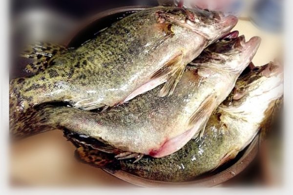 鳜鱼大的好还是小的好,鳜鱼大的好吃还是小的好吃