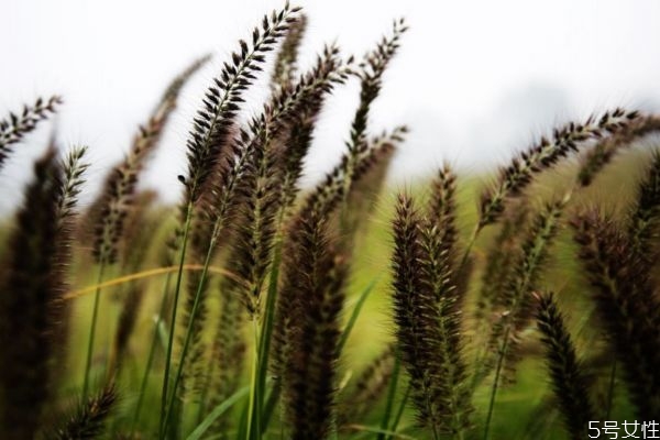 舞草的功效,舞草是什么