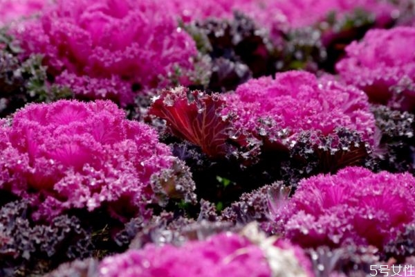 羽衣甘蓝的营养价值及功效,羽衣甘蓝的营养 羽衣甘蓝的营养价值及功效,羽衣甘蓝的营养