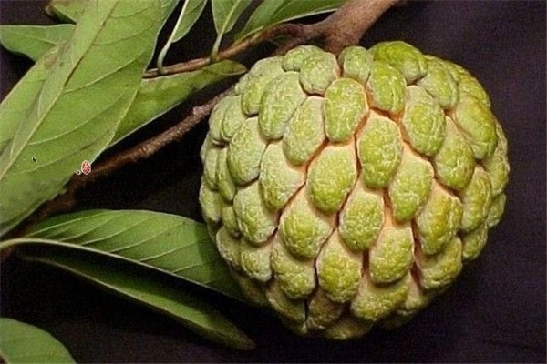 释迦果有什么营养成分,释迦果的营养 释迦果有什么营养成分,释迦果的营养