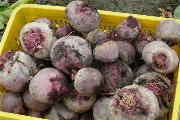 凉拌甜菜根的做法,凉拌甜菜根的做法大全