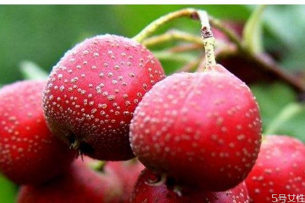 山楂现在市场价格多少钱,山楂市场价多少钱一斤?