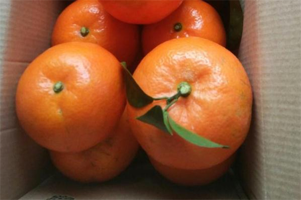 广西哪里产的沃柑好吃,哪里产的沃柑好吃