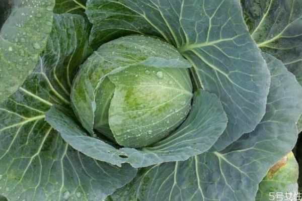 大头菜怎样种植长得好,大头菜的生长适宜温度