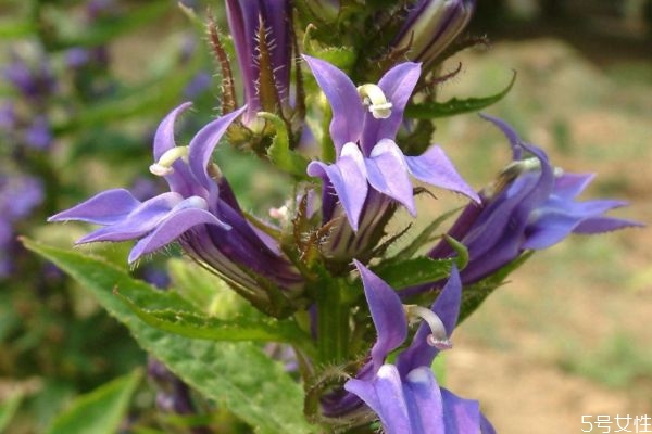 山梗菜的功效和作用,山梗菜图片