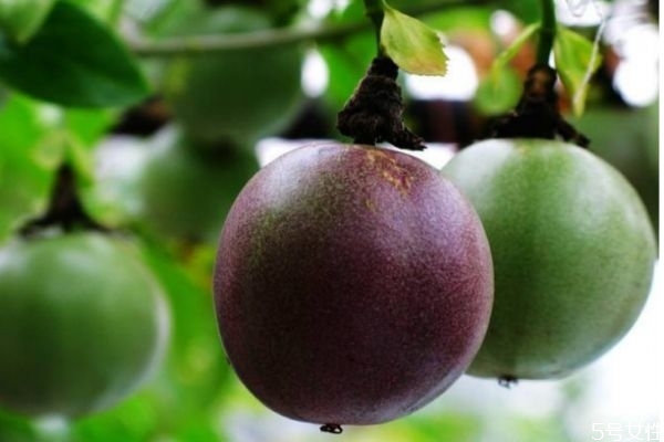 罗汉果的生长环境和种植,罗汉果生长在什么地方 罗汉果的生长环境和种植,罗汉果生长在什么地方