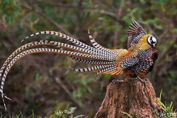 雉的营养和功效,雉肉是什么肉