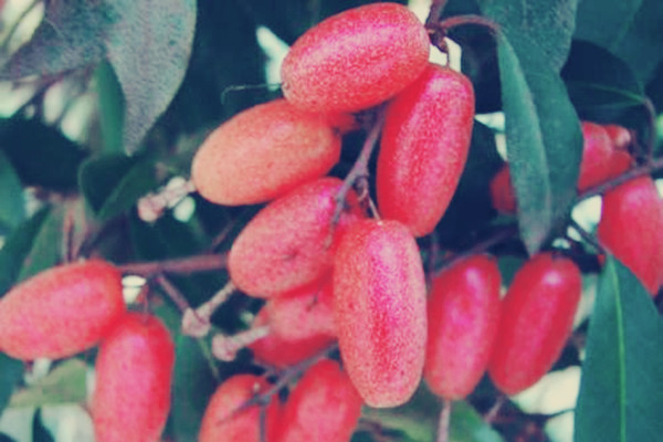 佛灯果的功效和作用,佛灯果图片 佛灯果的功效和作用,佛灯果图片