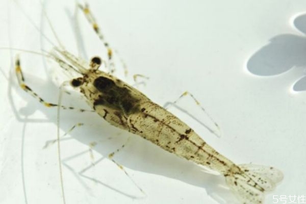 吃河虾的好处,吃河虾有什么好处和坏处