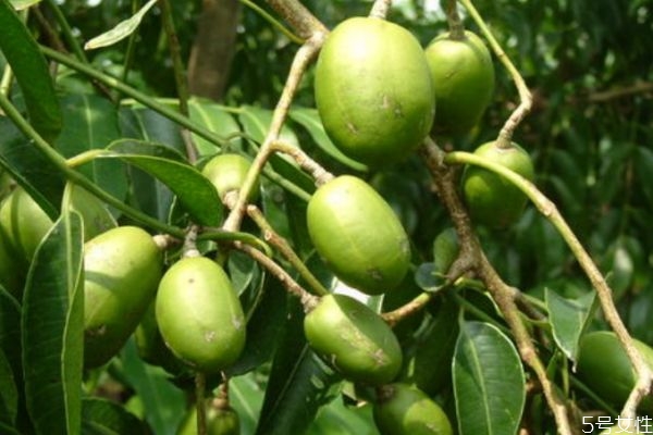 吃橄榄的作用,吃橄榄有什么好处和坏处