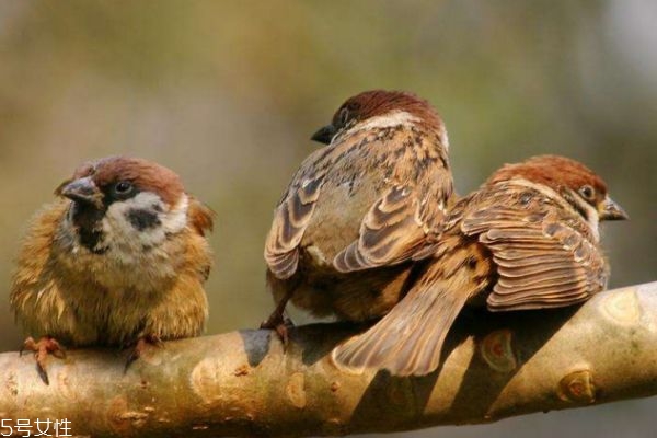麻雀肉的作用,麻雀是肉食动物吗 麻雀肉的作用,麻雀是肉食动物吗