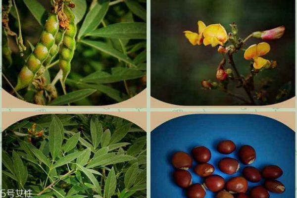 木豆适合什么人吃,木豆的豆子可以吃吗 木豆适合什么人吃,木豆的豆子可以吃吗