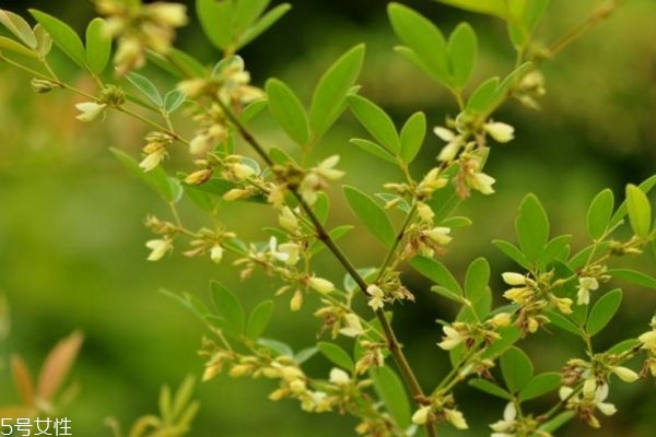 木豆的作用是什么,木豆功效和作用 维基百科 木豆的作用是什么,木豆功效和作用 维基百科