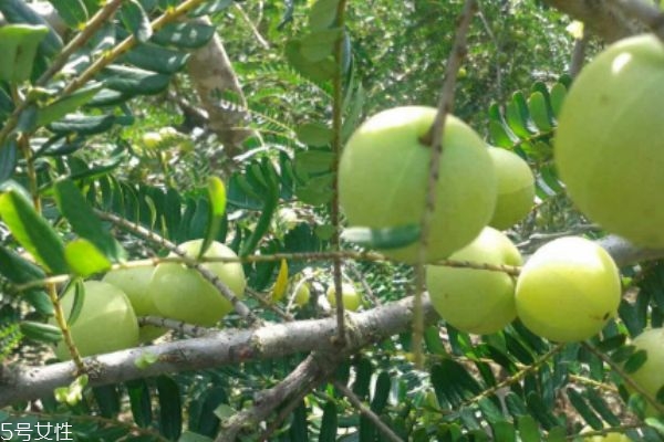 油甘子有什么作用,油甘子的作用和功效及药用价值
