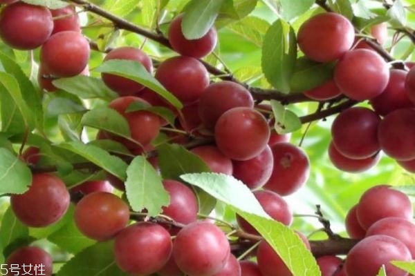 钙果的食用禁忌,钙果吃多了有害健康吗 钙果的食用禁忌,钙果吃多了有害健康吗