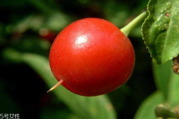 钙果的营养价值和药效,钙果有什么功效