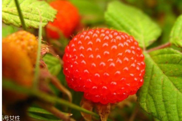 山莓的功效,山莓能吃吗 山莓的功效,山莓能吃吗