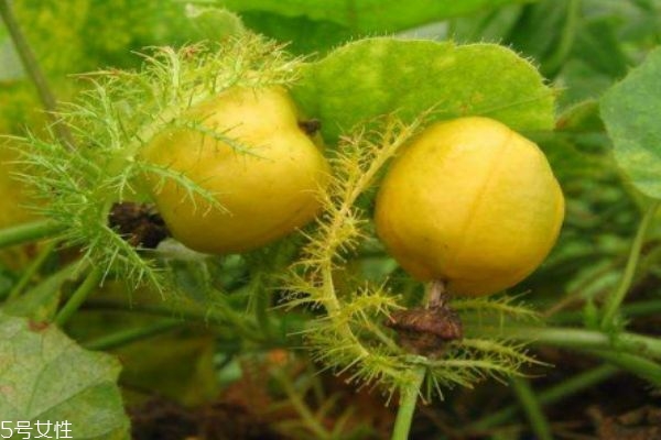 龙珠果是什么水果,蛇龙珠原产地