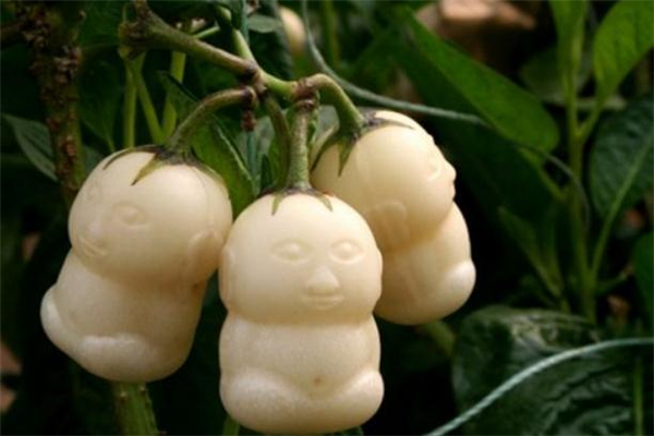 人参果的果皮可以吃吗,人参果皮能吃吗?