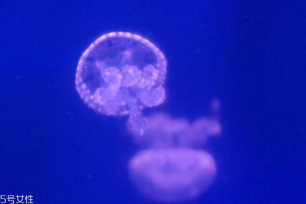 水母的营养价值,水母有营养吗