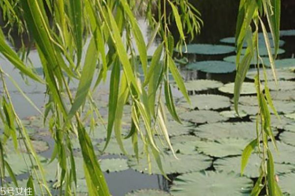 柳叶功效和营养价值,柳叶的药用价值有哪些