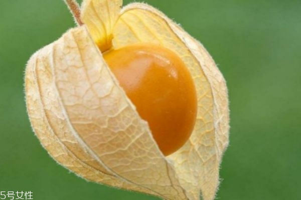 灯笼果的营养价值,灯笼果的营养