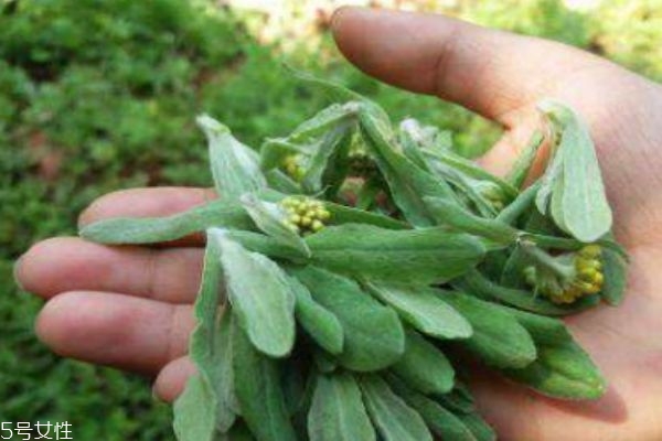 清明菜的禁忌,清明菜功效作用禁忌