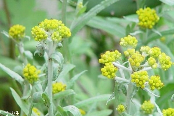 清明菜的功效,清明菜的功效和作用及食用方法 清明菜的功效,清明菜的功效和作用及食用方法