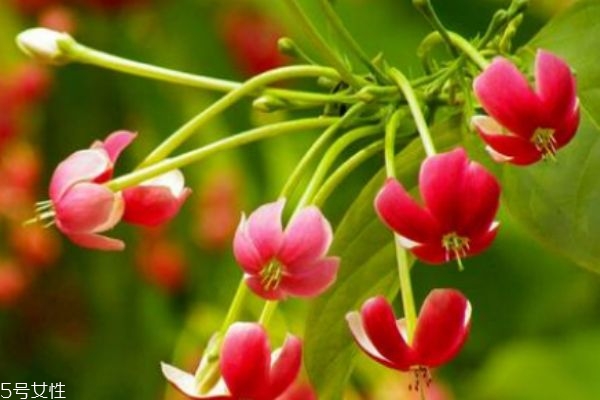 使君子可以长期吃吗,使君子吃了有什么好处