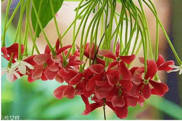 使君子的作用,使君子的功效和作用点 使君子的作用,使君子的功效和作用点