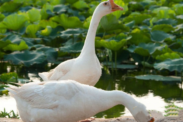 动物内脏什么人不能吃,什么人不适合吃动物内脏