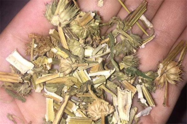 益母草熬水能天天喝吗,益母草熬水可以经常喝吗