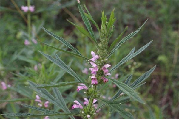 益母草是饭前吃还是饭后吃效果好,益母草什么时候喝最好,月经量少