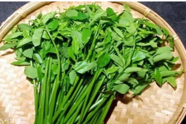 血通菜的作用和功效,血通菜有什么副作用吗