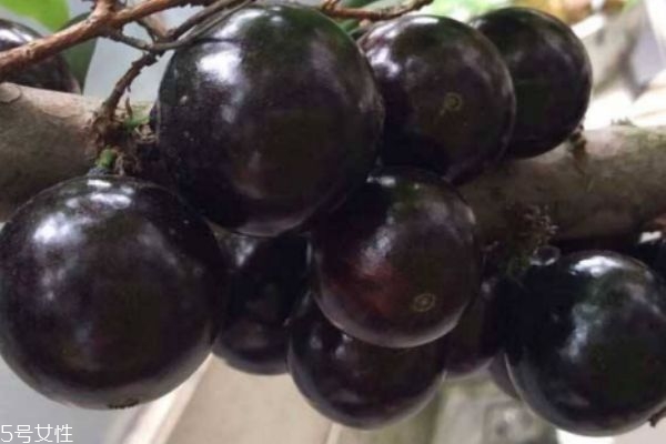 嘉宝果能不能吃,嘉宝果可以直接吃吗